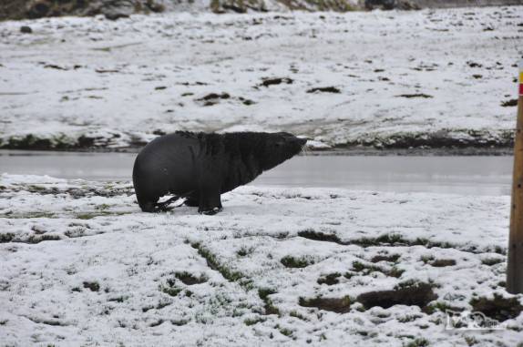 Um lobo-marinho se ergue nas quatro patas, quase como um mamífero terrestre, em Stromness, na Geórgia do Sul